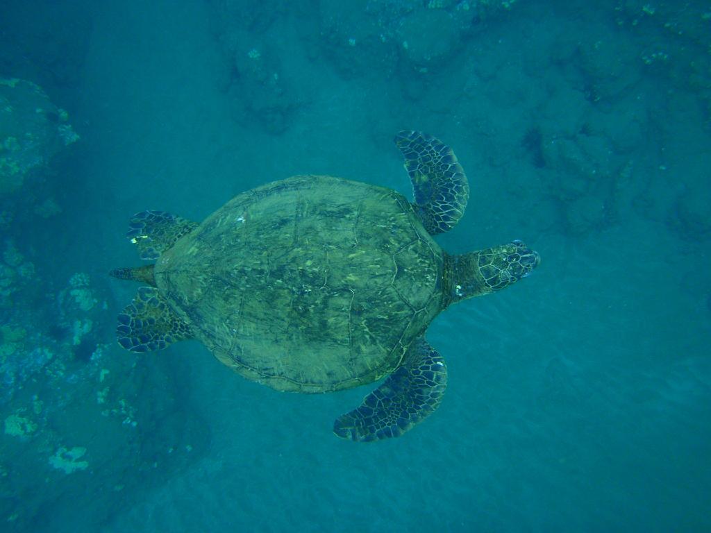 P4090524