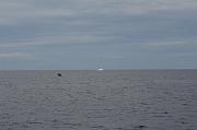 IMG_7962