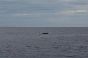IMG_7968